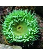 Anemonen