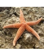 Echinodermes