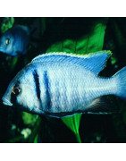 Haplochromis du Malawi