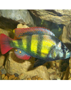 Haplochromis du Victoria