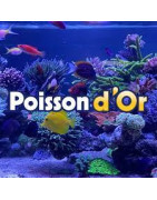 Poisson d'Or