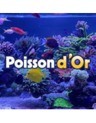 Poisson d'or