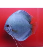 Discus en couple