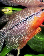 Gouramis & Colisa