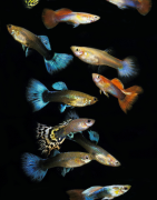 Guppys (Poecilia reticulata)