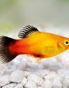 Platys (Xiphophorus maculatus)