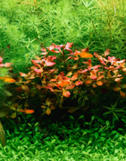 Plantes aquatiques