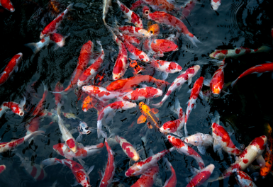 Vidéos poissons de bassin